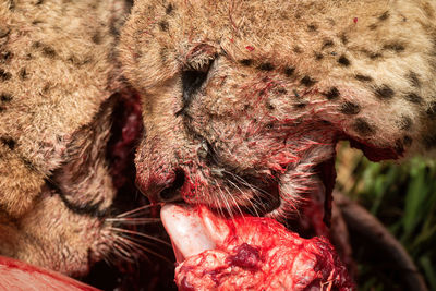 Close-up of cheetah biting into hartebeest carcase