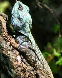 Close-up of lizard on tree trunk