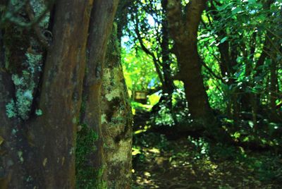 Close-up of tree trunk in forest