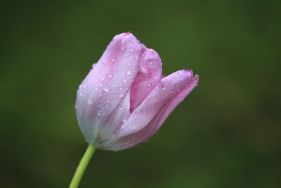 Close-up of wet pink flower