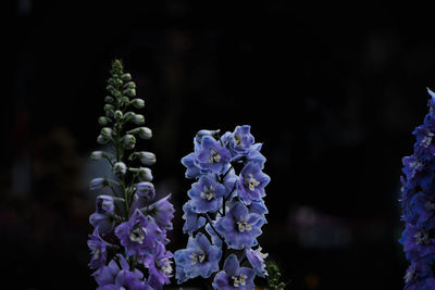 Close-up of purple flowering plant