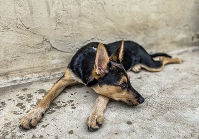 Close-up of dog