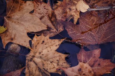 Close-up of dry maple leaf during autumn