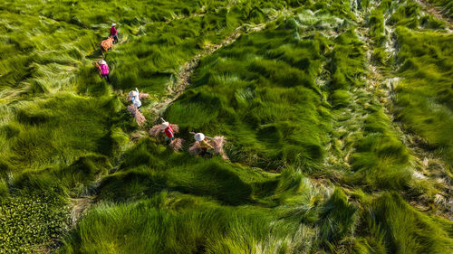 High angle view of trees in forest