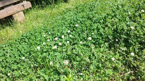 Plants growing on field