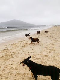 Two dogs on beach