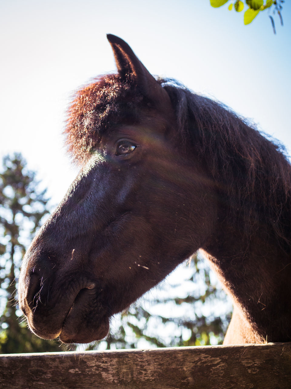 CLOSE-UP OF HORSE