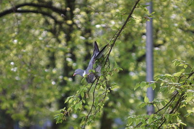 View of flowering plants on tree