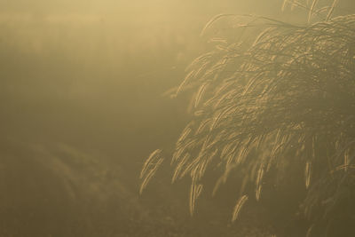 Close-up of crops on field during sunset