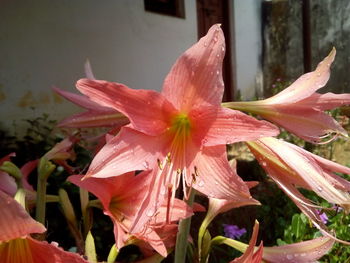 Close-up of wet pink day lily plant