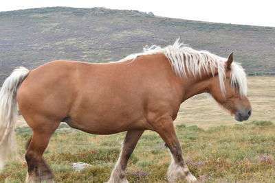 Horse standing in a field