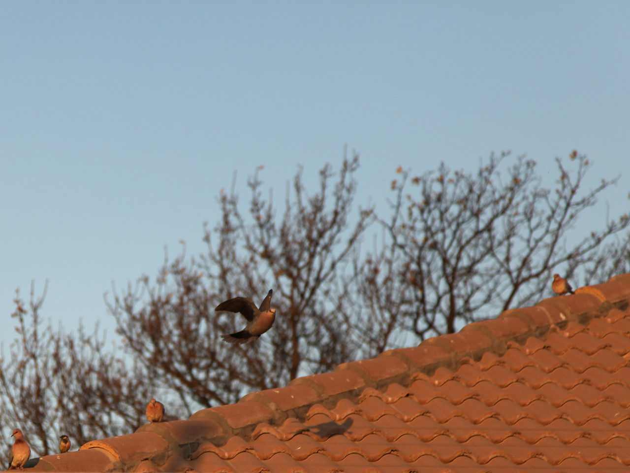 LOW ANGLE VIEW OF BIRDS PERCHING ON ROOF AGAINST CLEAR SKY