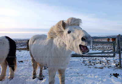 Portrait of sheep on snow by sea against sky