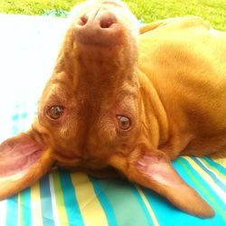 Close-up portrait of a dog