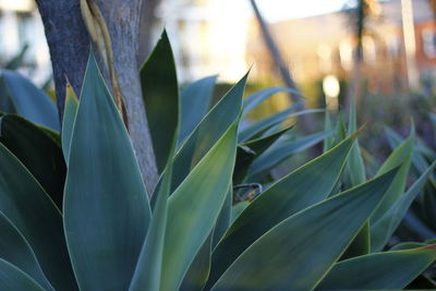 Close-up of fresh green plant