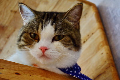 Close-up portrait of a cat