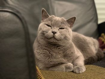 Close-up portrait of a cat resting