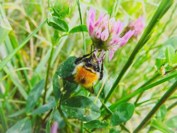 Close-up of insect on flower