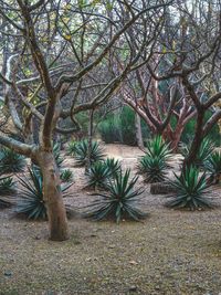 Trees in a row