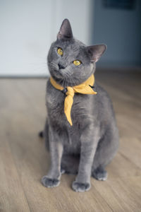 Portrait of cat on hardwood floor