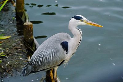 Side view of a bird in lake