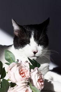 Close-up of cat with pink rose