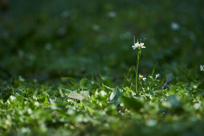 Close-up of small white flowering plant on field