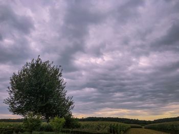 Scenic view of field against sky during sunset