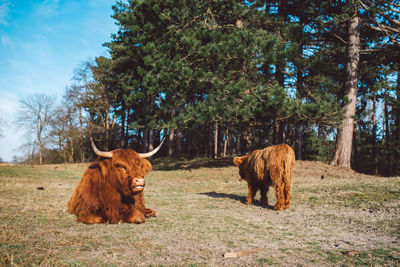 View of a cows on a field