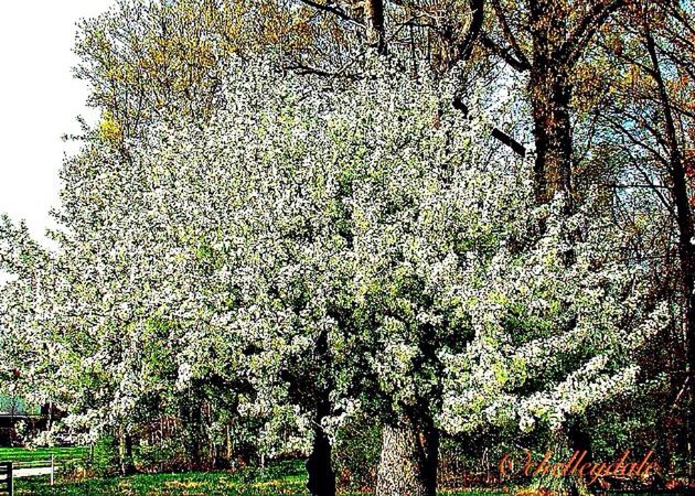 tree, growth, nature, branch, plant, low angle view, beauty in nature, growing, tranquility, tree trunk, leaf, day, outdoors, no people, ivy, freshness, green color, wood - material, sunlight, flower