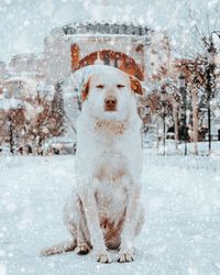 Portrait of a dog in snow