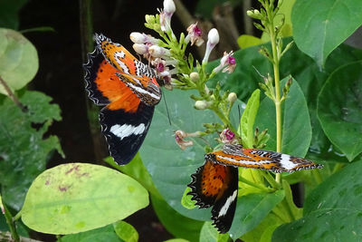 Close-up of butterfly pollinating on flower