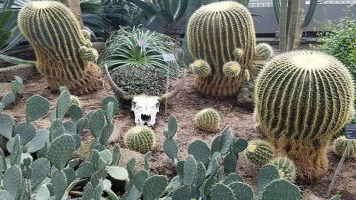 High angle view of succulent plants