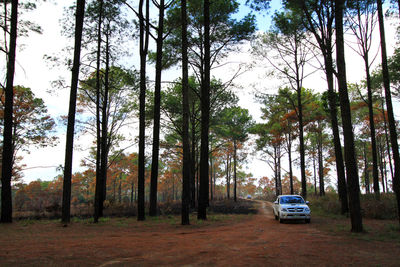 Cars on road amidst trees in forest