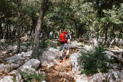 Rear view of people walking on rock in forest