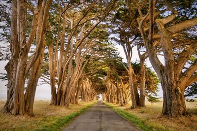 Road amidst trees in autumn
