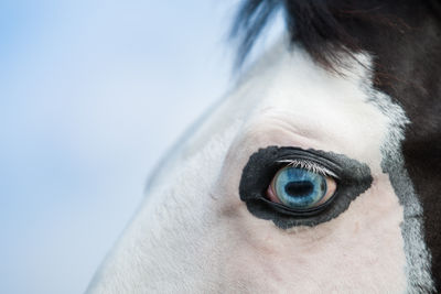 Cropped blue eye of horse against sky