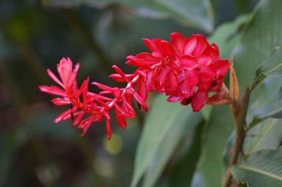 Close-up of red flowers blooming outdoors