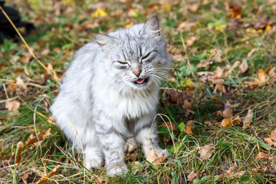 View of a cat on field