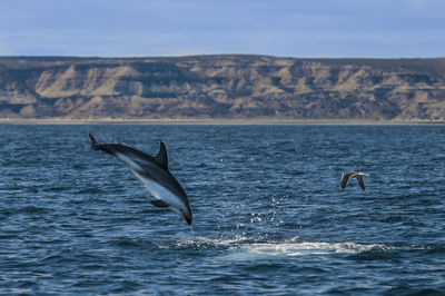 View of birds in sea