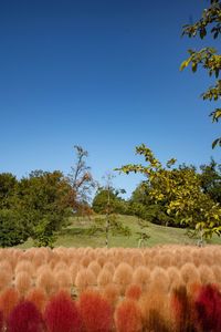 Scenic view of field against clear blue sky