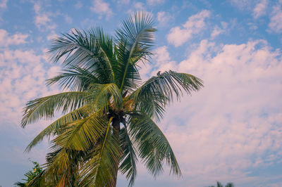 Coconut palm tree in winter seasonal theme sunrise sky. palm tree in silhouette by sunlight. 