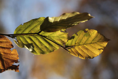 Close-up of yellow leaves against blurred background