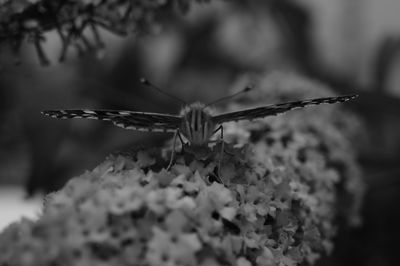 Close-up of insect on flower