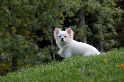 White dog lying on grass