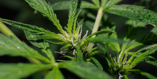 Close-up of wet plant leaves