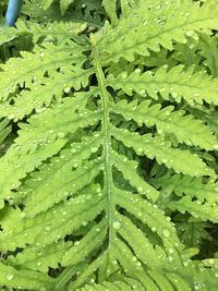 Full frame shot of wet leaves