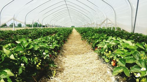 Strawberry plants growing in greenhouse