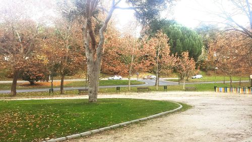 Trees in park