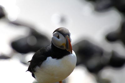 Close-up of bird